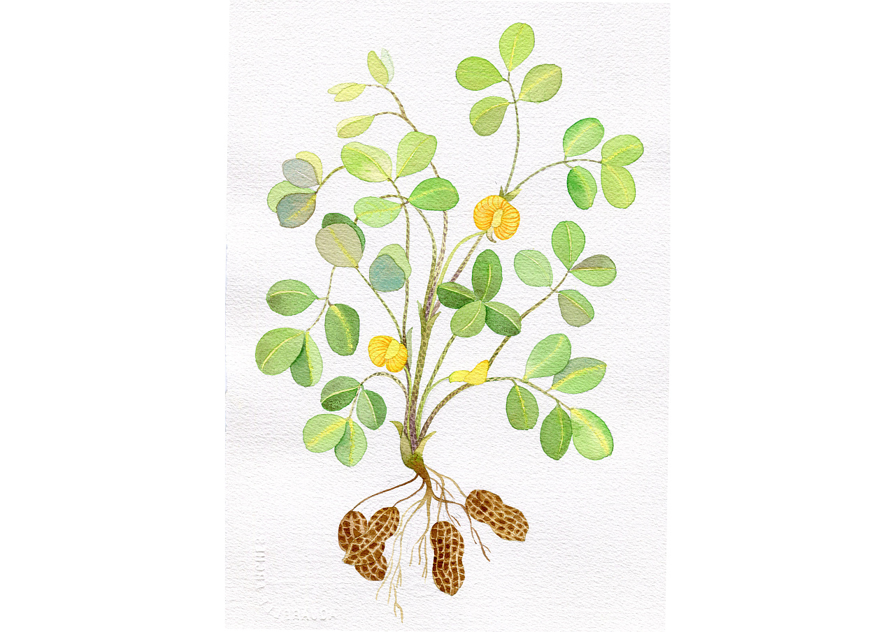 2020好事"花生"(2019结)