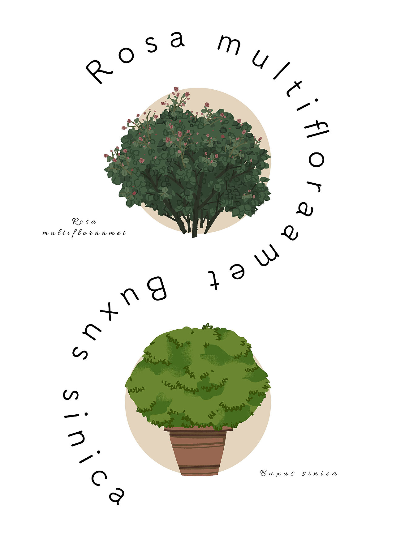 又造又画|一些花草树木