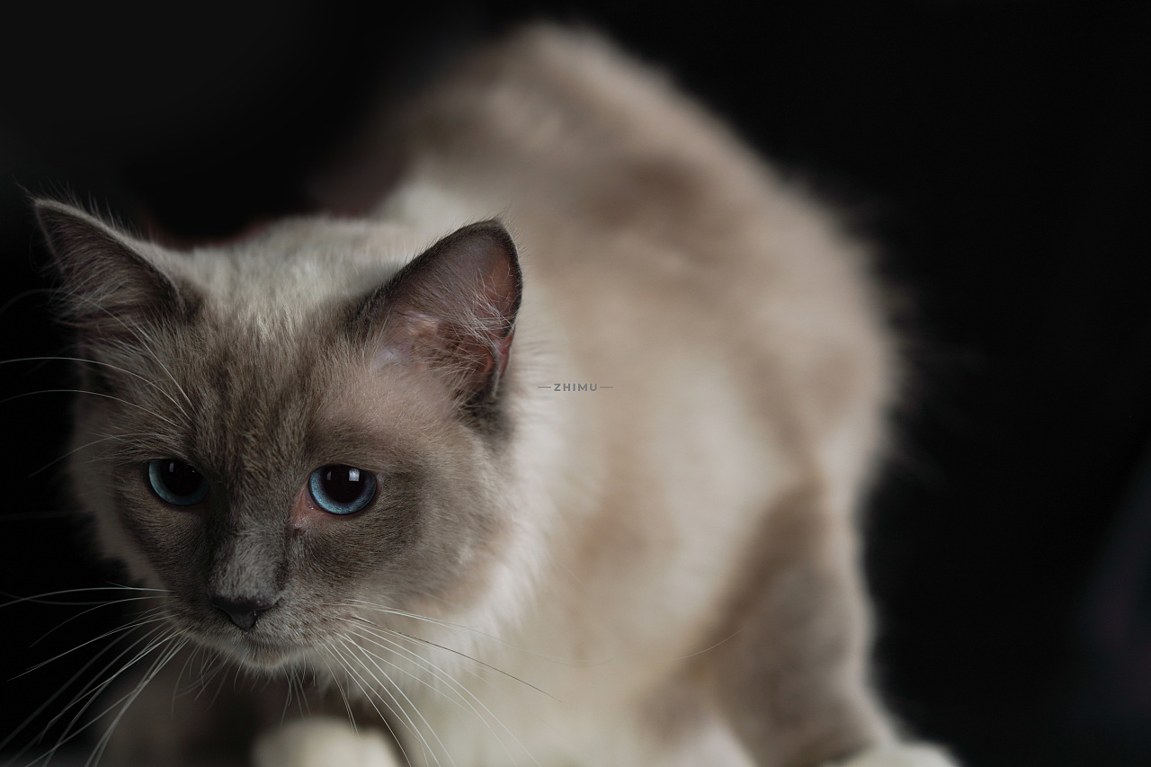 宠物摄影源计划-Niko（图ZMjU5NDkwOTA4） - 宠物摄影 - 站酷设计师至牧原创素材 - 站酷ZCOOL