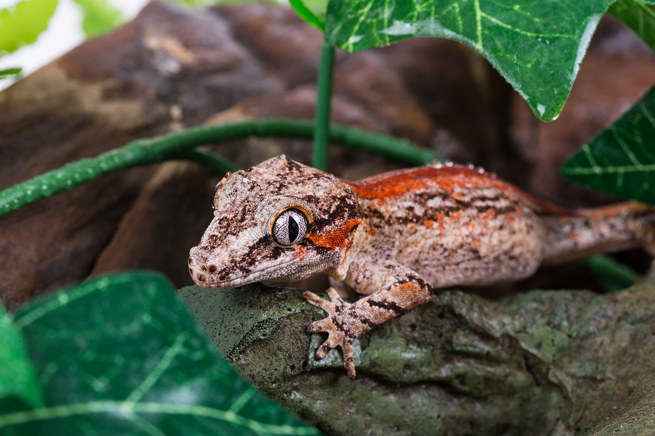 爬宠动物摄影作品