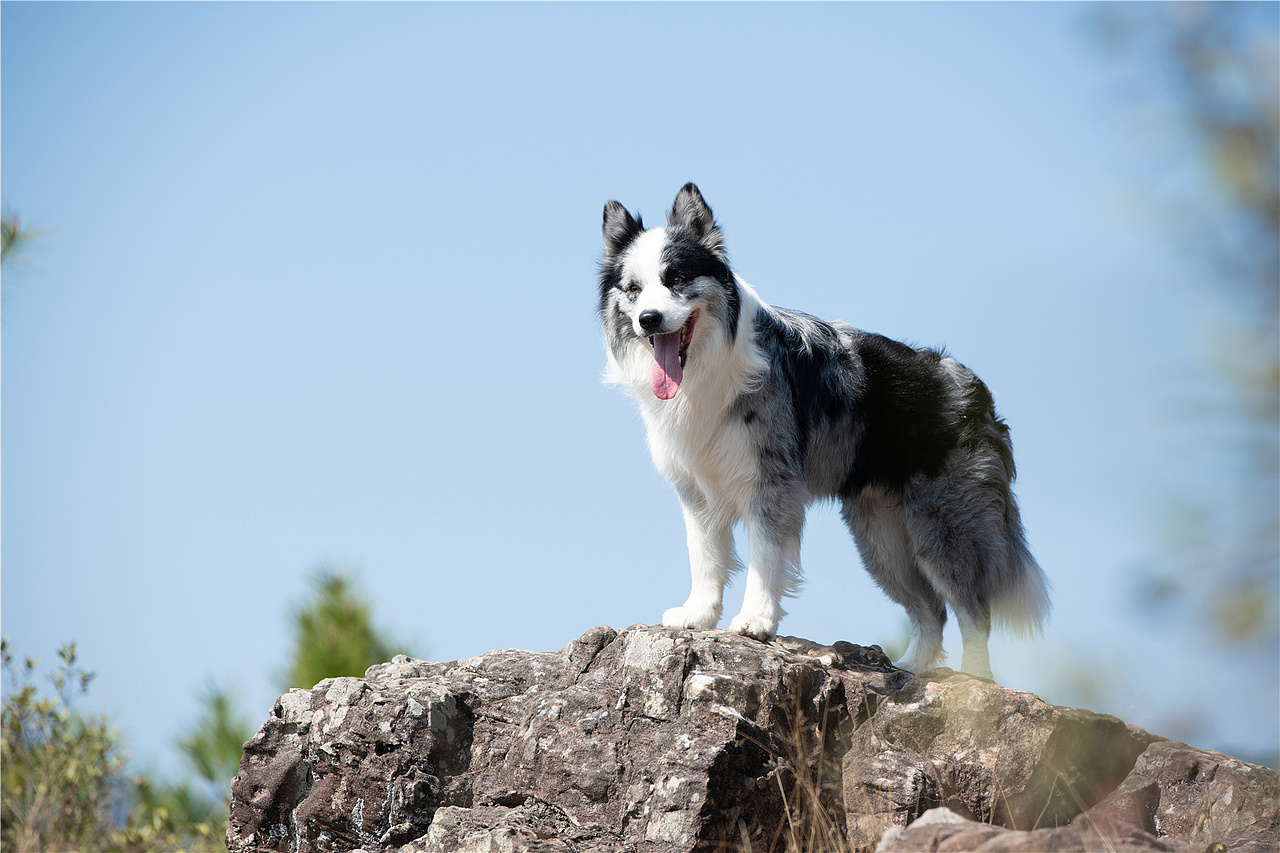 太空狗宠物摄影 陨石边牧辛巴