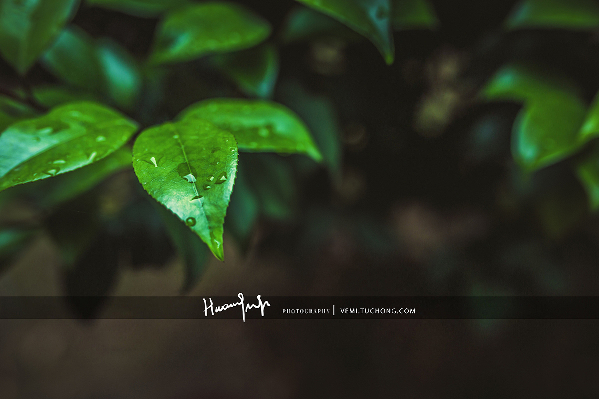 学校的花花草草