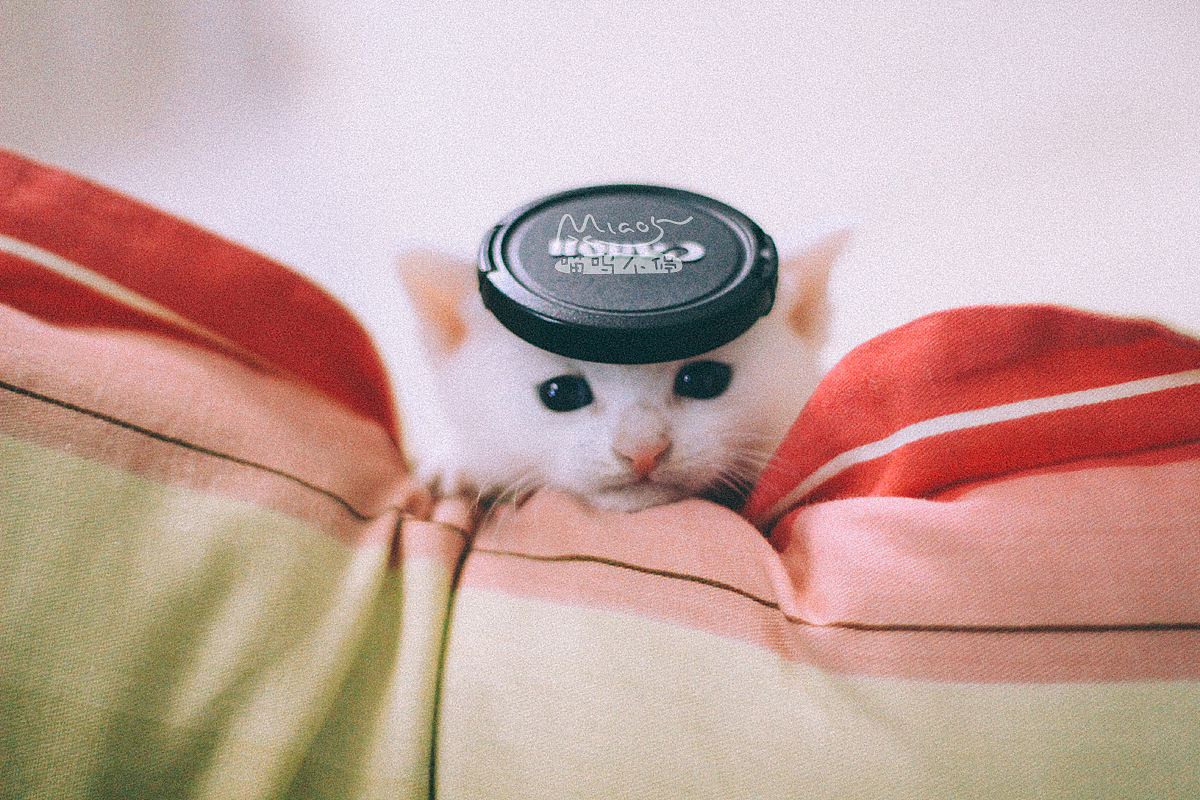 那年初夏,我让一窝雪白小妖精给着了魔