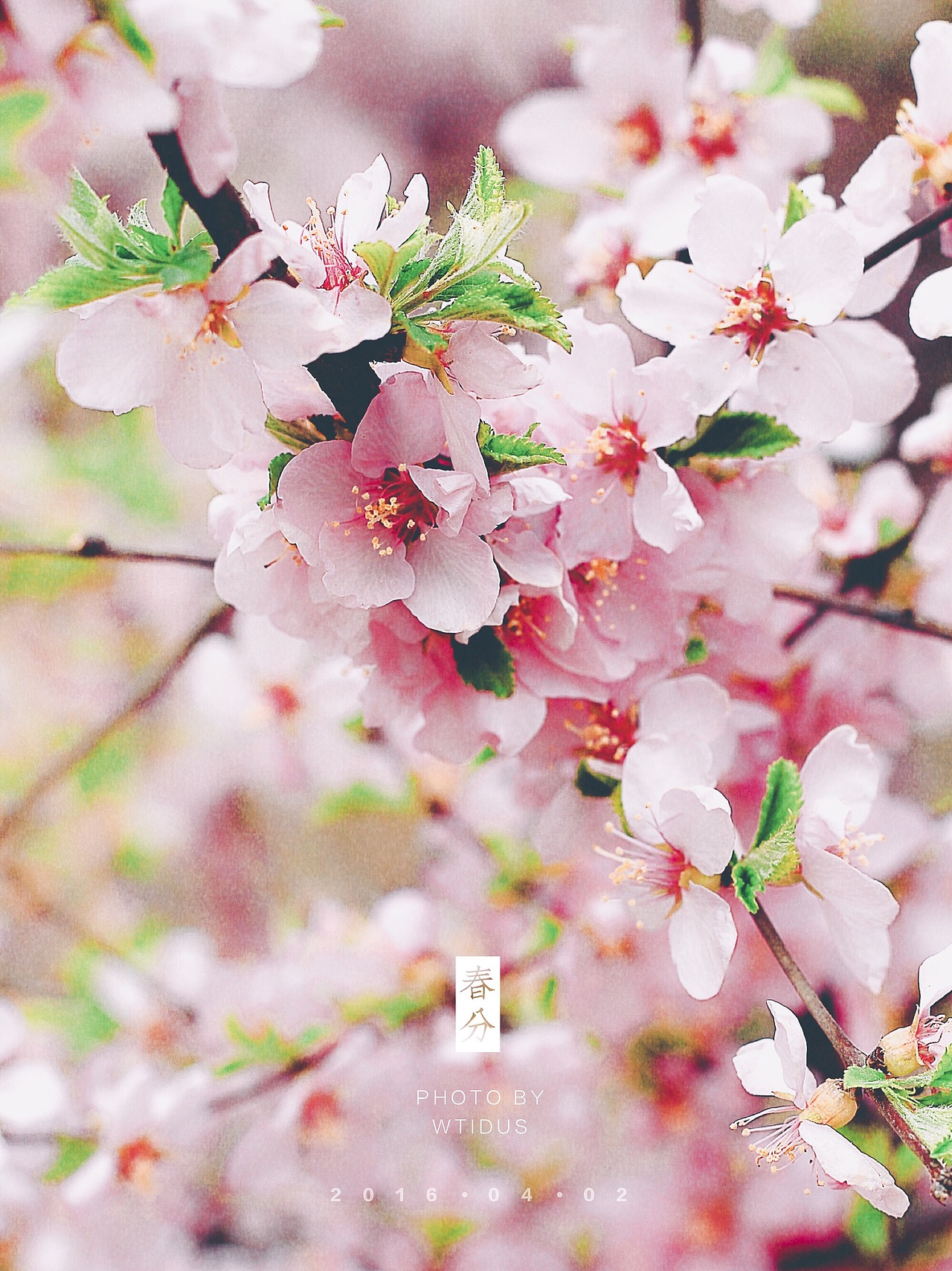 踏春“睬”花（图ZNDU5NDQzODQ=） - 风光摄影 - 站酷设计师Amoo阿毛原创素材 - 站酷ZCOOL