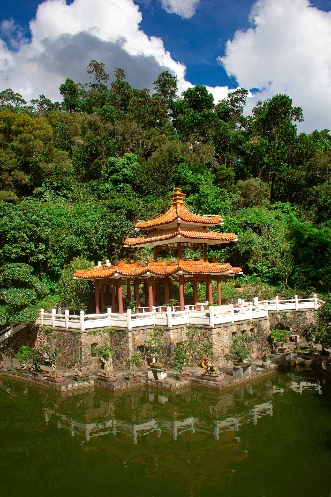 个人室外摄影-“深圳仙湖植物园”