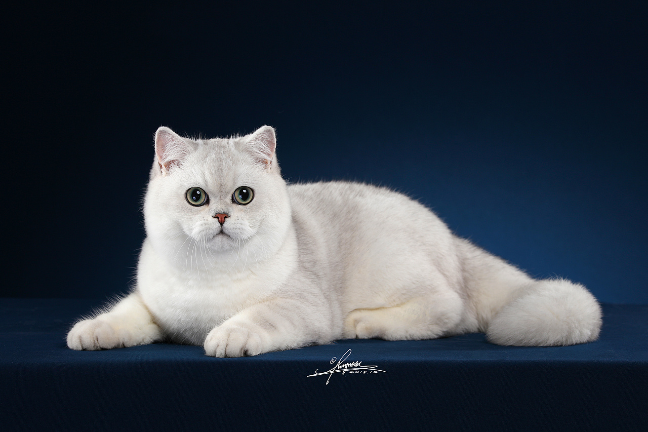 英国短毛猫