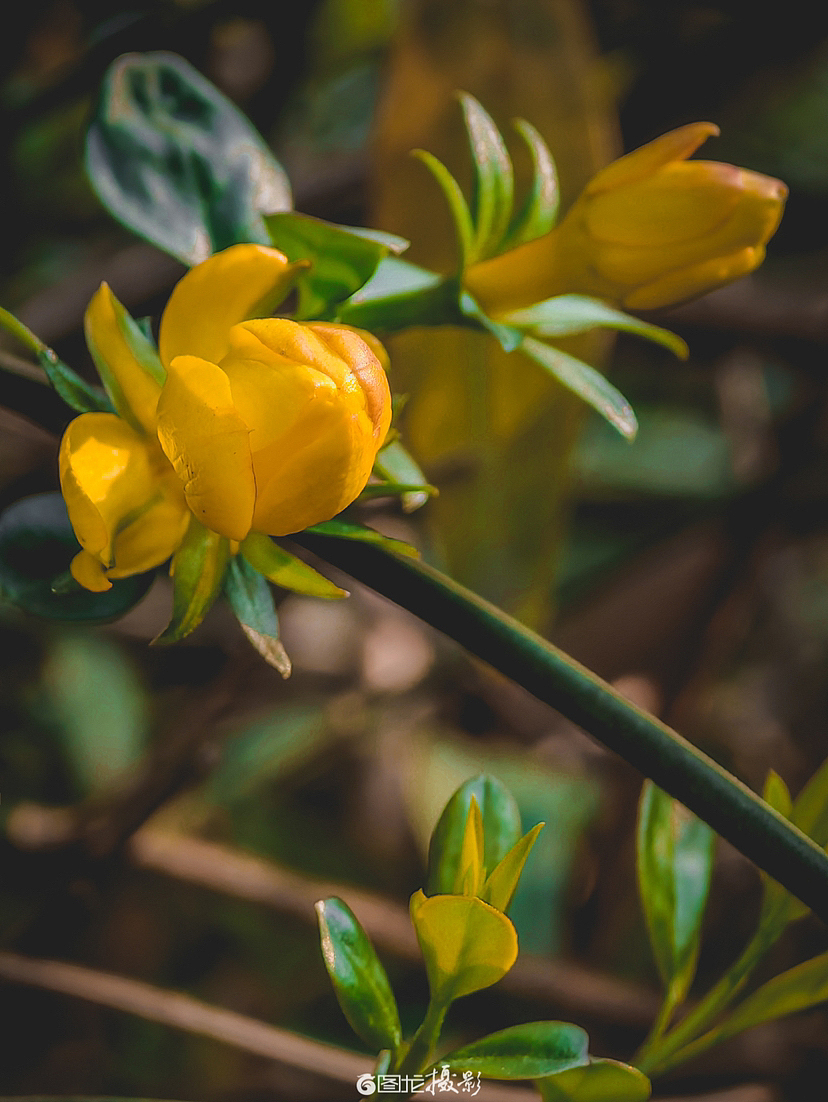 随春（手机摄影）（图ZMzM0NDE2MTY0） - 风光摄影 - 站酷设计师图龙摄影原创素材 - 站酷ZCOOL