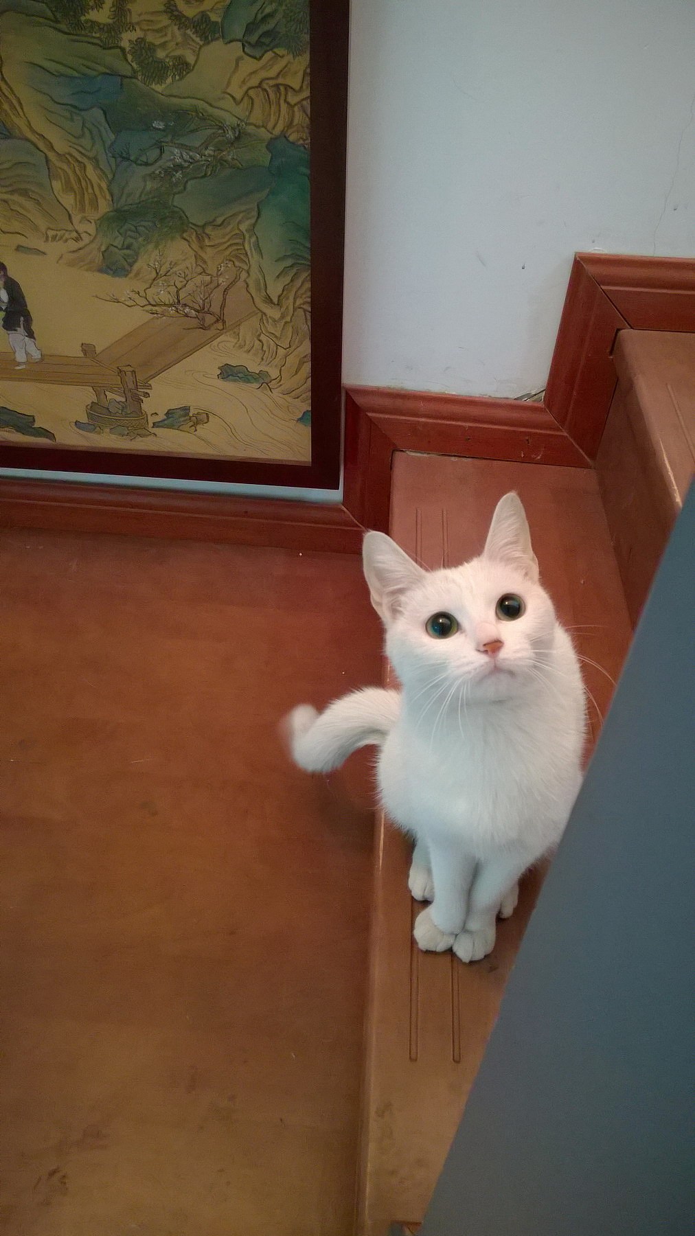 高冷喵~糖糖（图ZMjU1Mzk5ODA=） - 其他 - 站酷设计师Banana大王原创素材 - 站酷ZCOOL