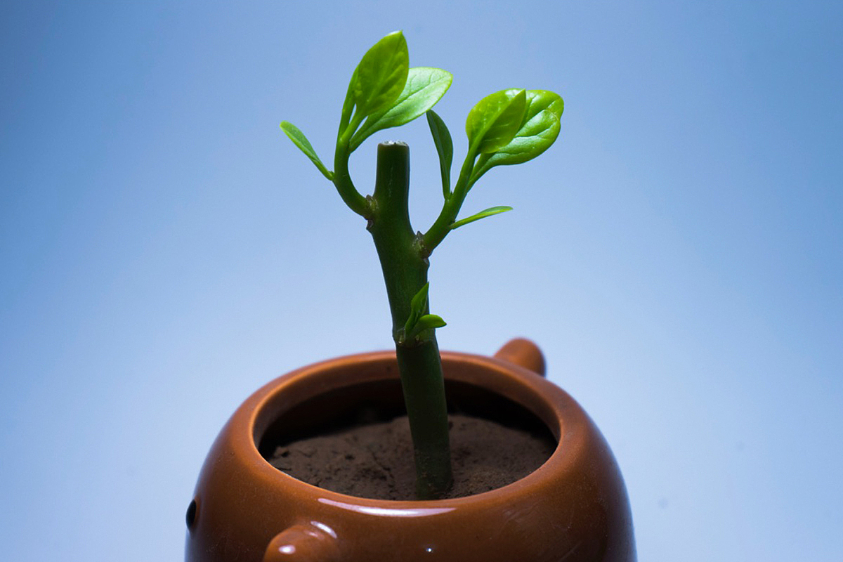 盆栽摄影（图ZMTY4MTQ4Mzc2） - 产品摄影 - 站酷设计师yxlj原创素材 - 站酷ZCOOL