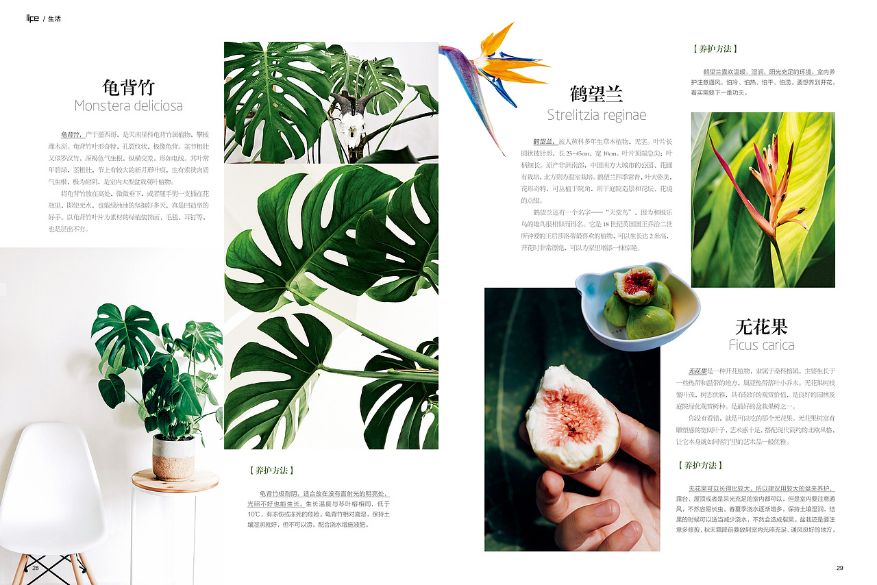 2019年期刊（图ZMTU0MzA2NjU2） - 书籍/画册 - 站酷设计师月儿兔呦原创素材 - 站酷ZCOOL