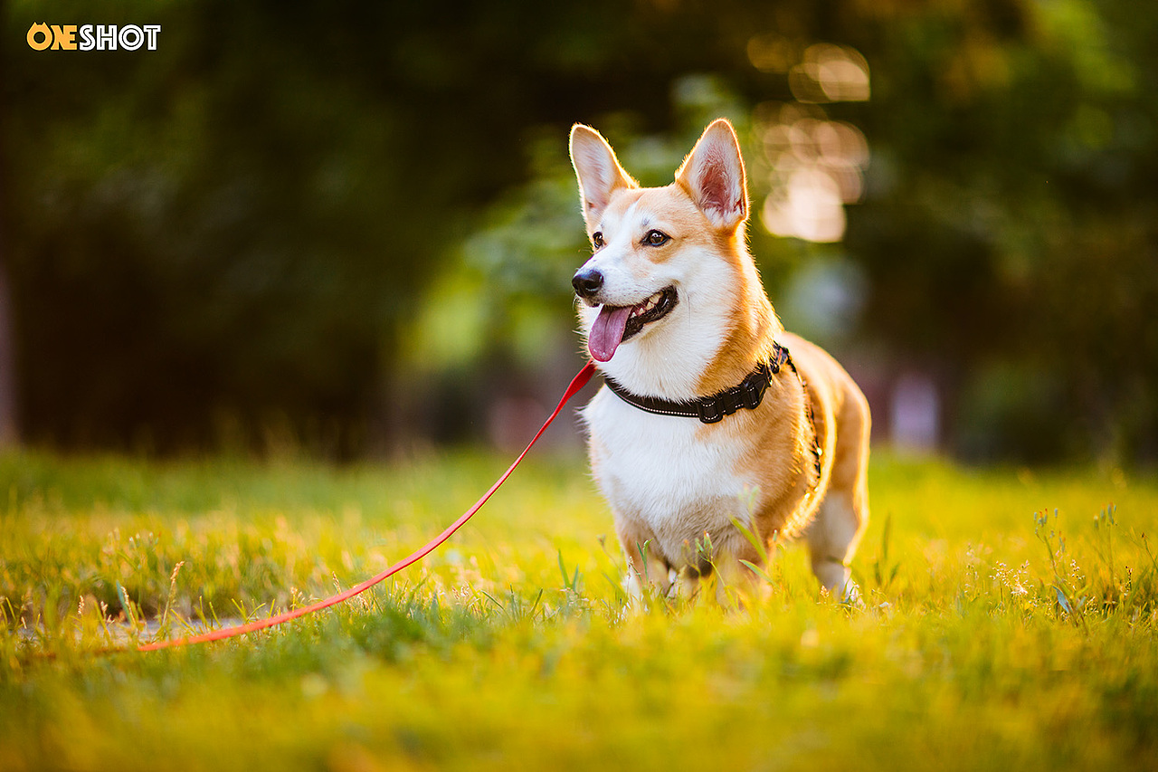 宠物摄影丨一只超级恋家的柯基-米格
