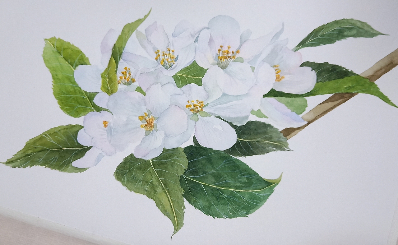 水彩花卉写生