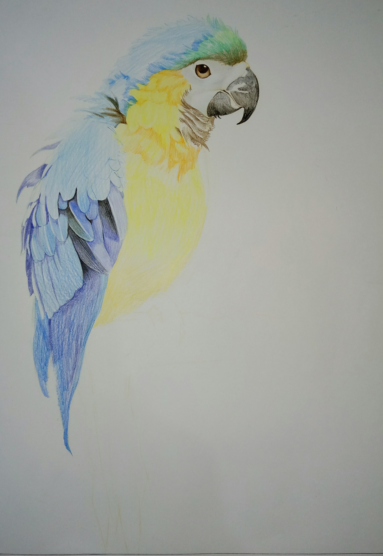 彩色铅笔–鹦鹉练习|纯艺术|绘画|无声 - 原创作品 - 站酷 (zcool)