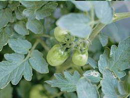 關(guān)于北京的夏天