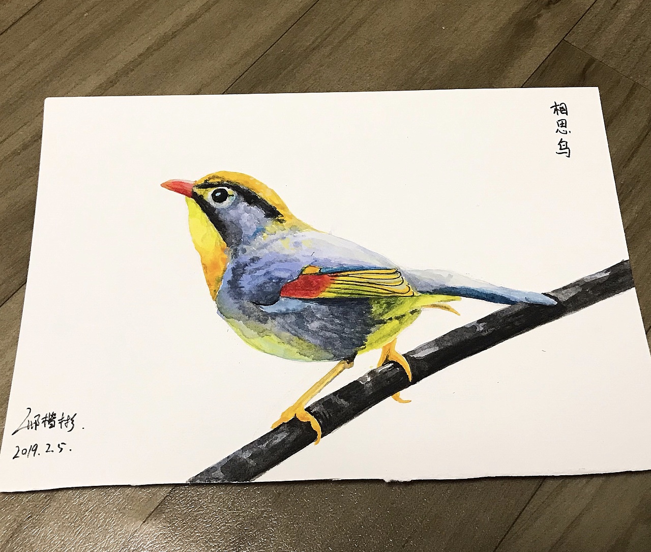 相思鸟～|插画|创作习作|xkbb - 原创作品 - 站酷 (zcool)