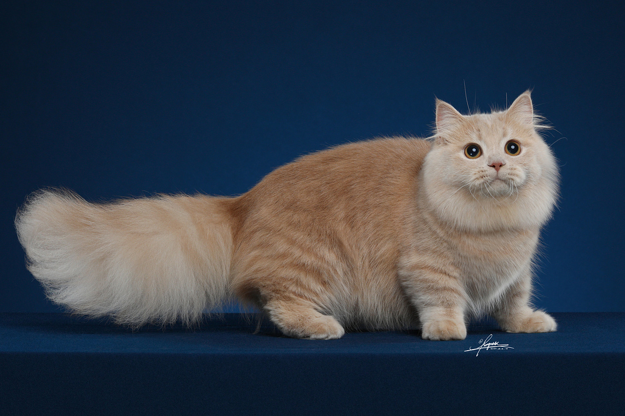 金渐层长毛猫-amyworks探须视觉