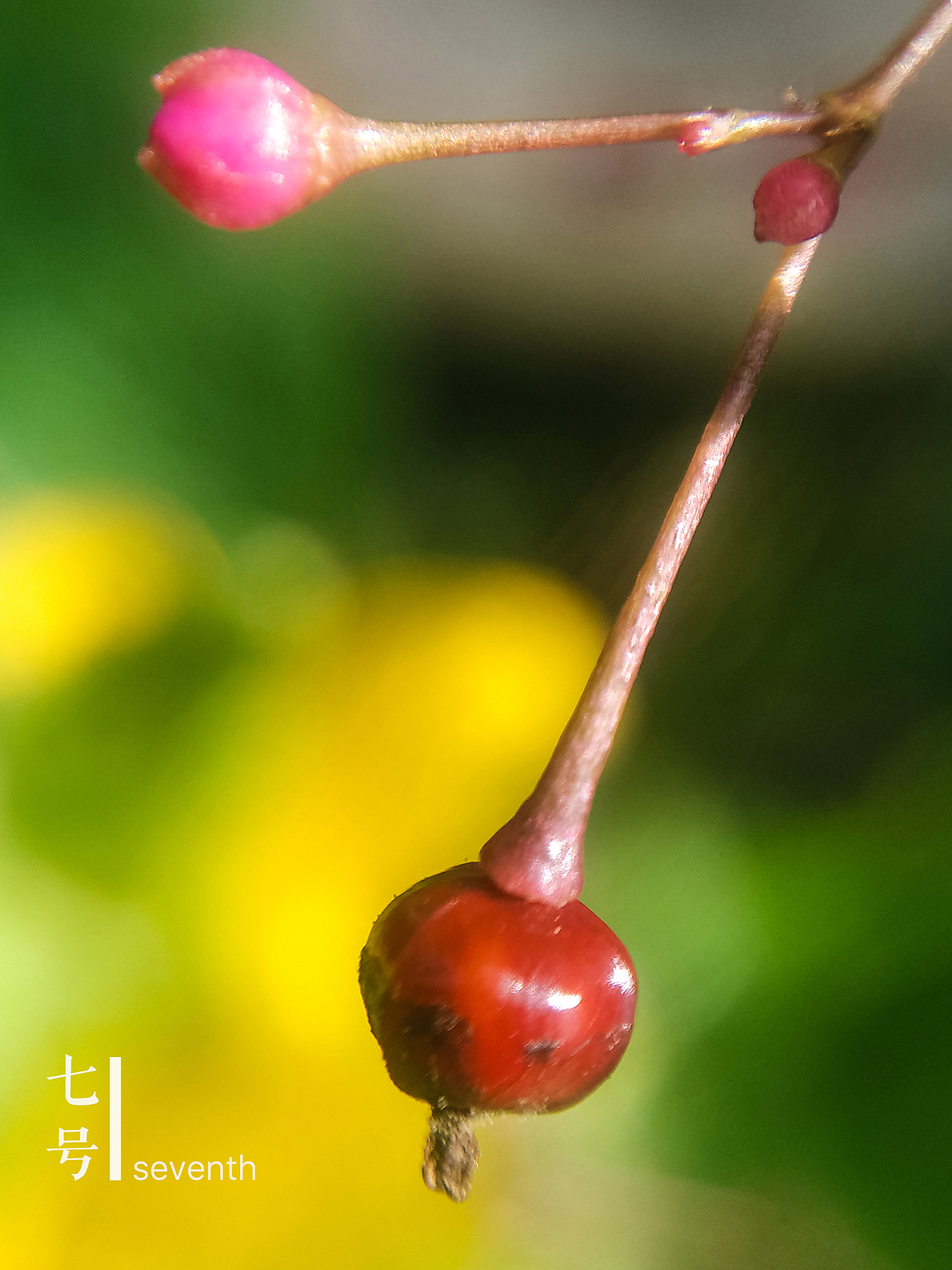 微世界——手机摄影【第一期】（图ZNTk1NzIyNjQ=） - 修图/后期 - 站酷设计师tctong原创素材 - 站酷ZCOOL