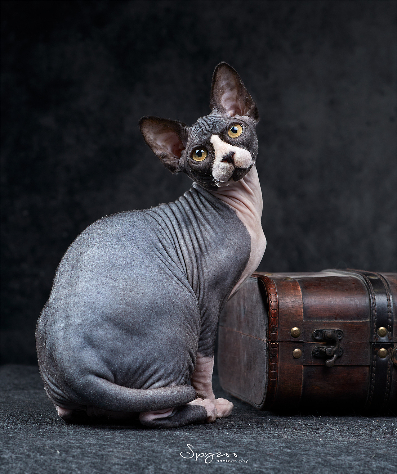 斯芬克斯无毛猫|摄影|宠物摄影|spyzoo_原创作品-站酷zcool