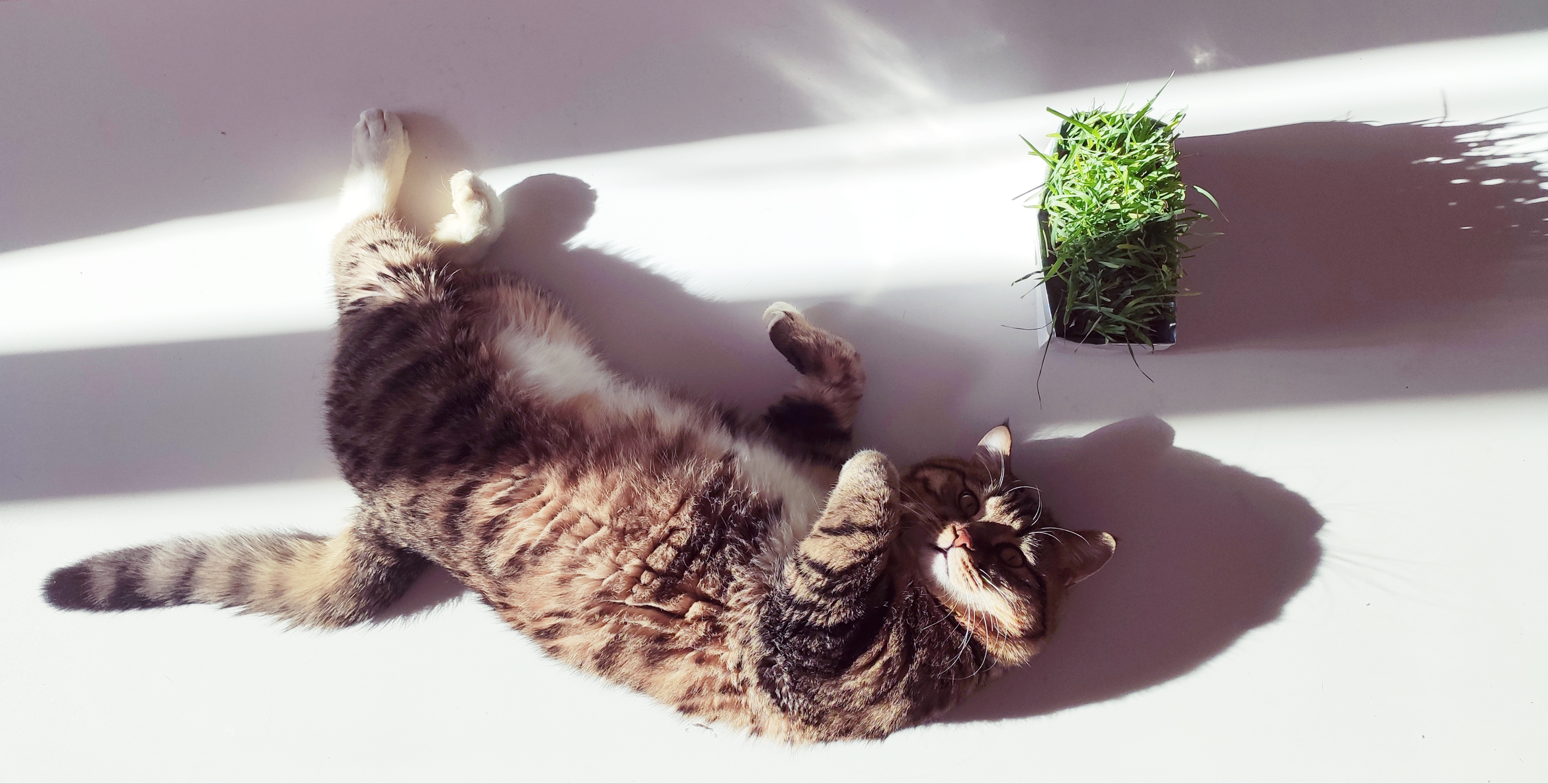 我有一只招财猫的个人主页（封面预览） - 主页封面设置 - 站酷设计师我有一只招财猫原创素材 - 站酷ZCOOL