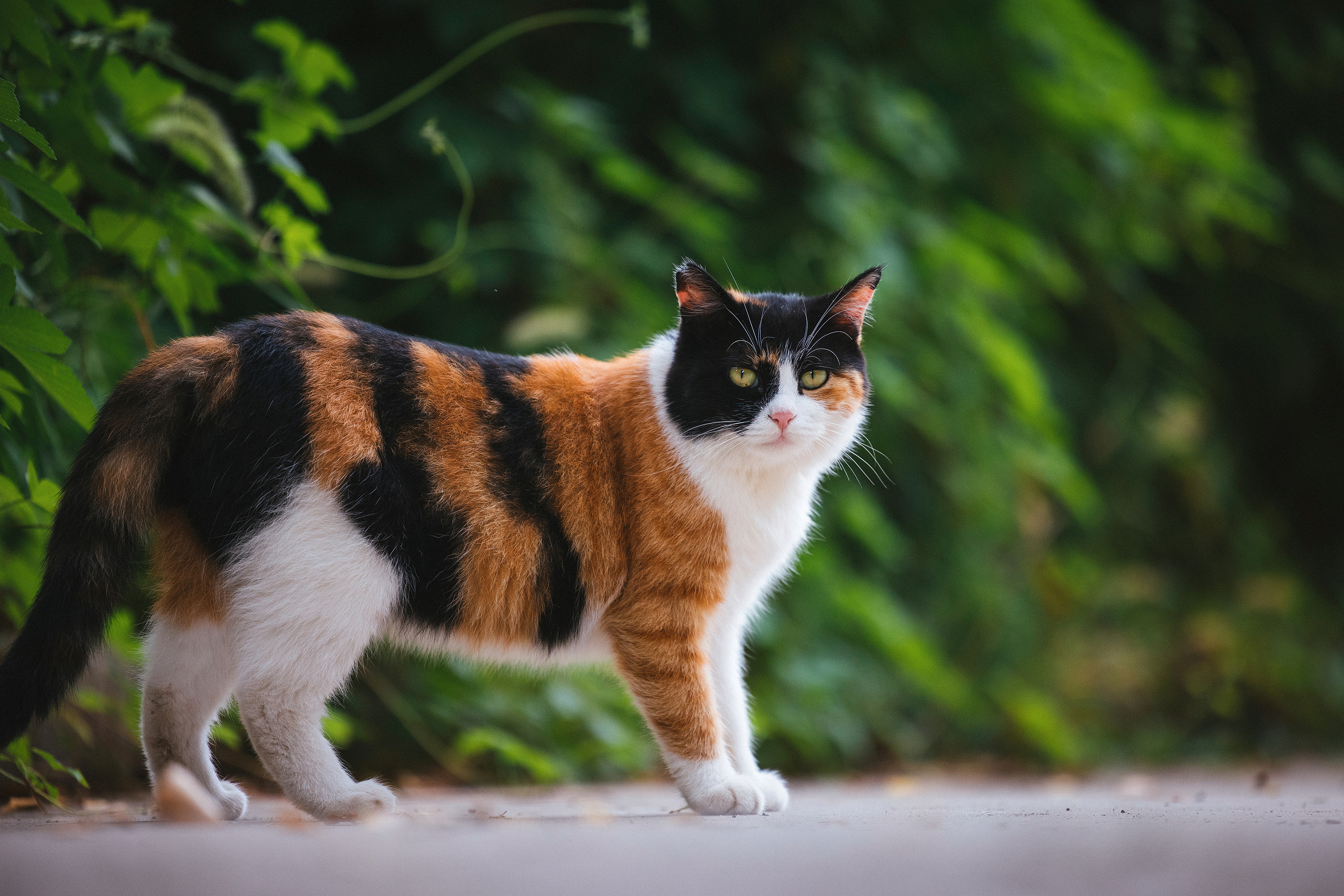 使用佳能eos r5解锁更多猫咪姿势