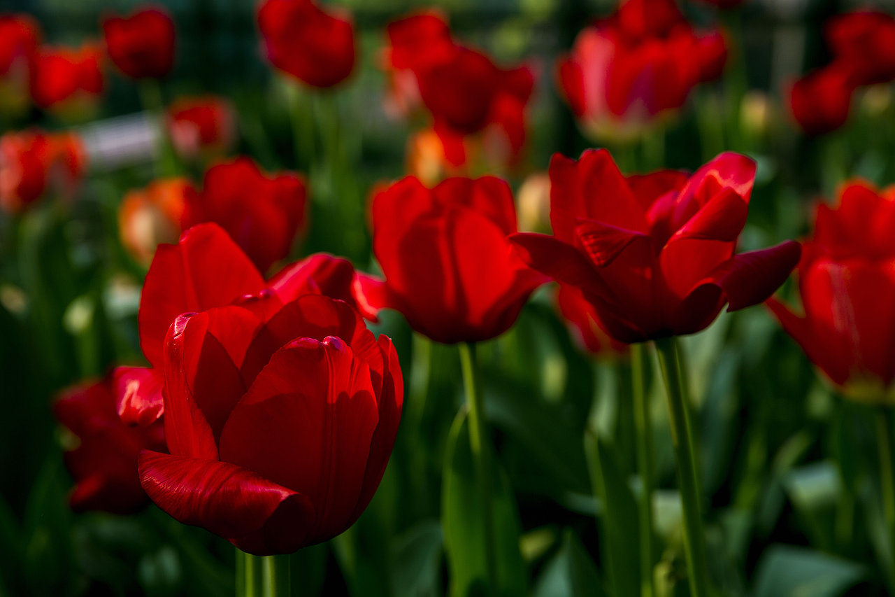 春之花,长沙植物园樱花节