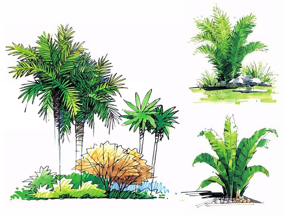 马克笔植物手绘教程案例分享
