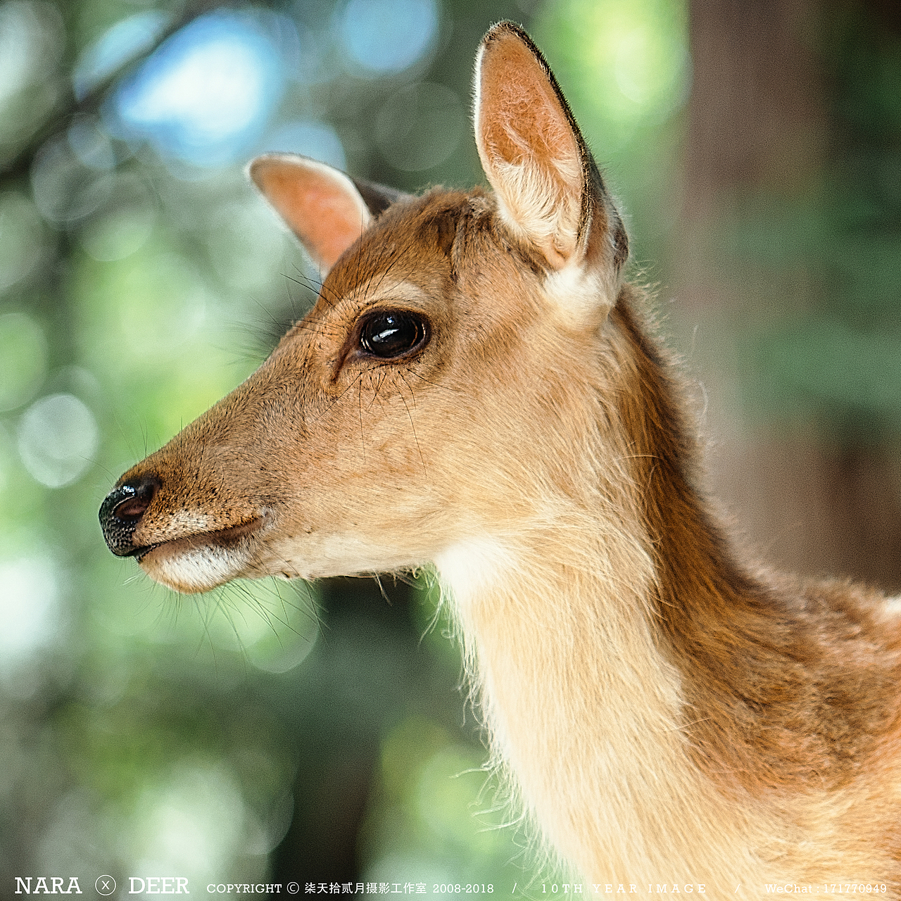 奈良の鹿（图ZMTIwODI4MzE2） - 宠物摄影 - 站酷设计师monkeyivan原创素材 - 站酷ZCOOL