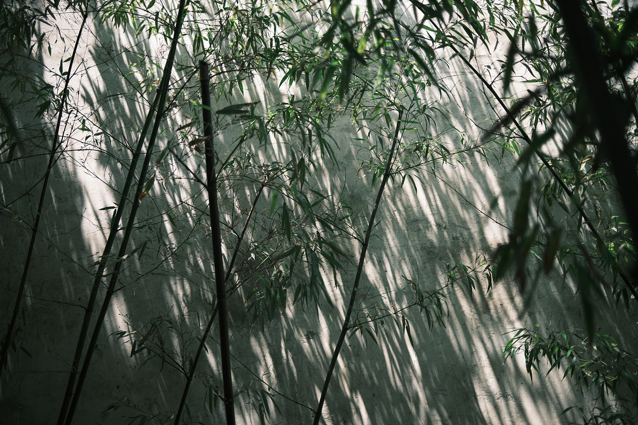 苏州的竹子|摄影|风光摄影|糖糖的早茶 - 原创作品 - 站酷 (zcool)