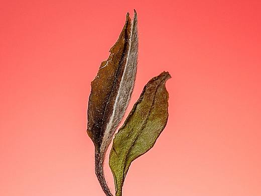 茶叶拍摄 茶叶摄影 福鼎白茶拍摄 茶叶视频拍摄 茶产品