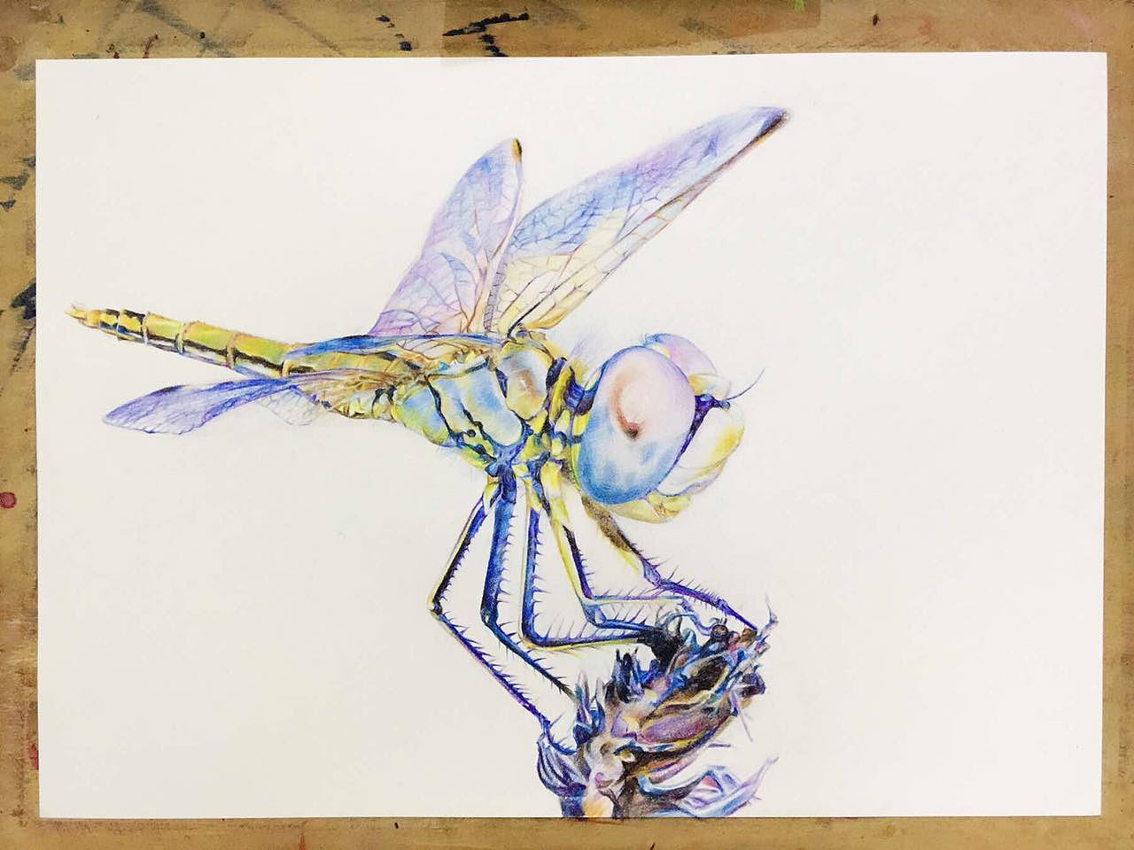 蜻蜓|纯艺术|绘画|不秋草堂 - 原创作品 - 站酷 (ZCOOL)