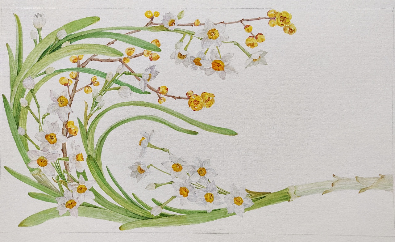 十二月花神 水仙花 腊梅花（图ZMjQyNTYxNDQ0） - 艺术插画 - 站酷设计师淂淇原创素材 - 站酷ZCOOL