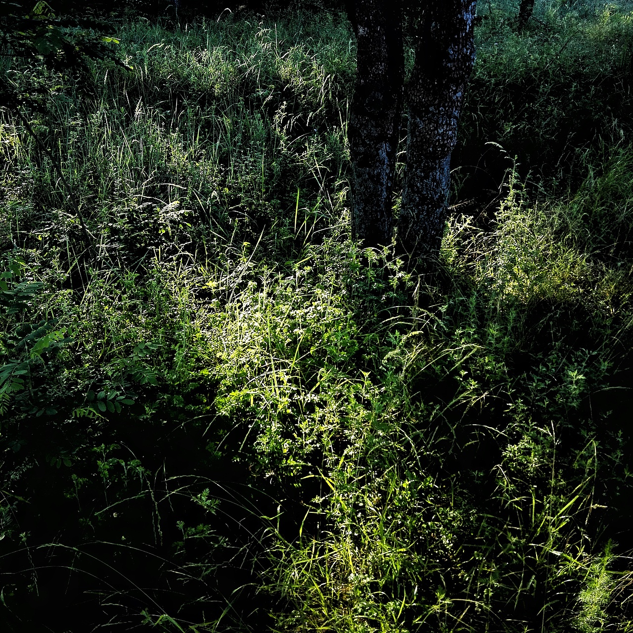 五月的一个早晨