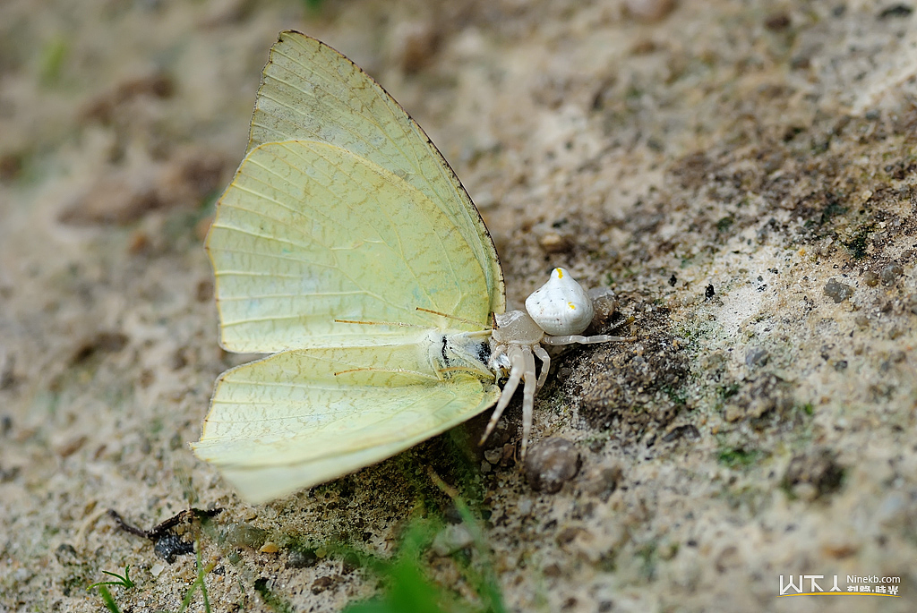 小精灵的世界（图ZMzAyMTA2OA==） - 风光摄影 - 站酷设计师ninekb原创素材 - 站酷ZCOOL