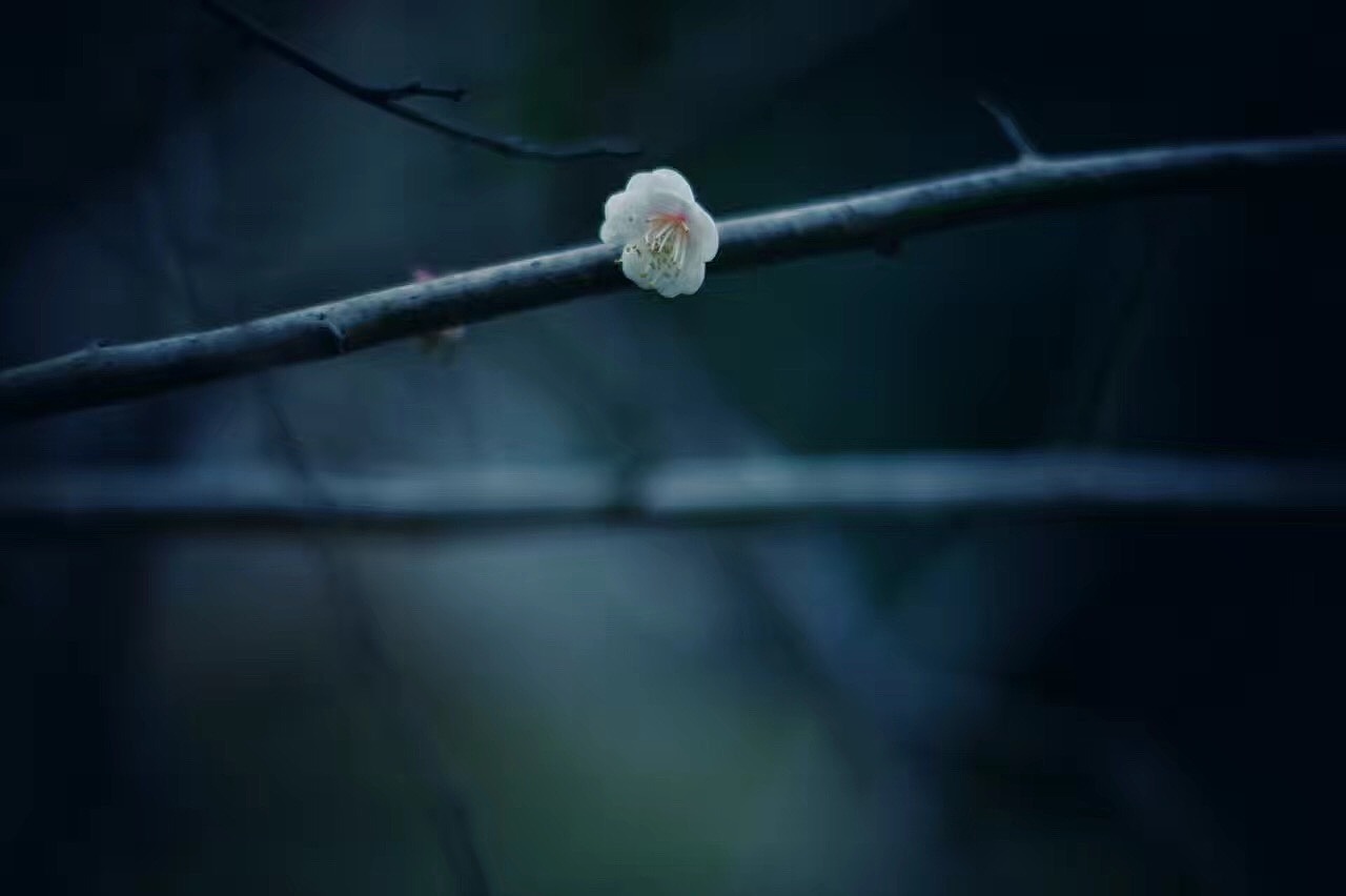 春日闲情·看花
