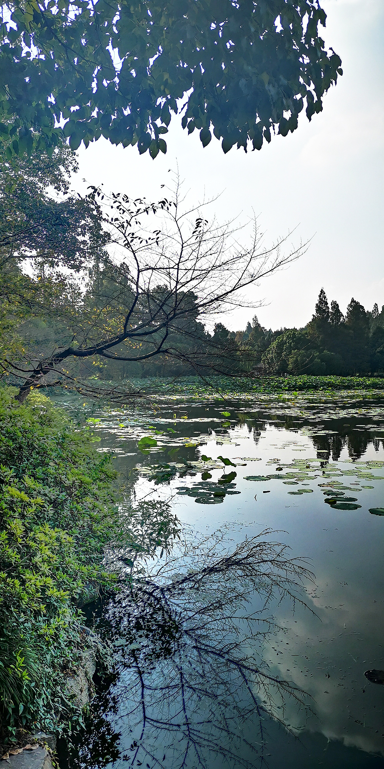 西湖风光 手机摄影