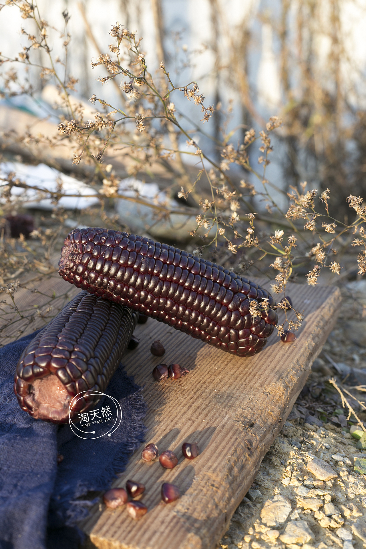 冬日里的黑玉米