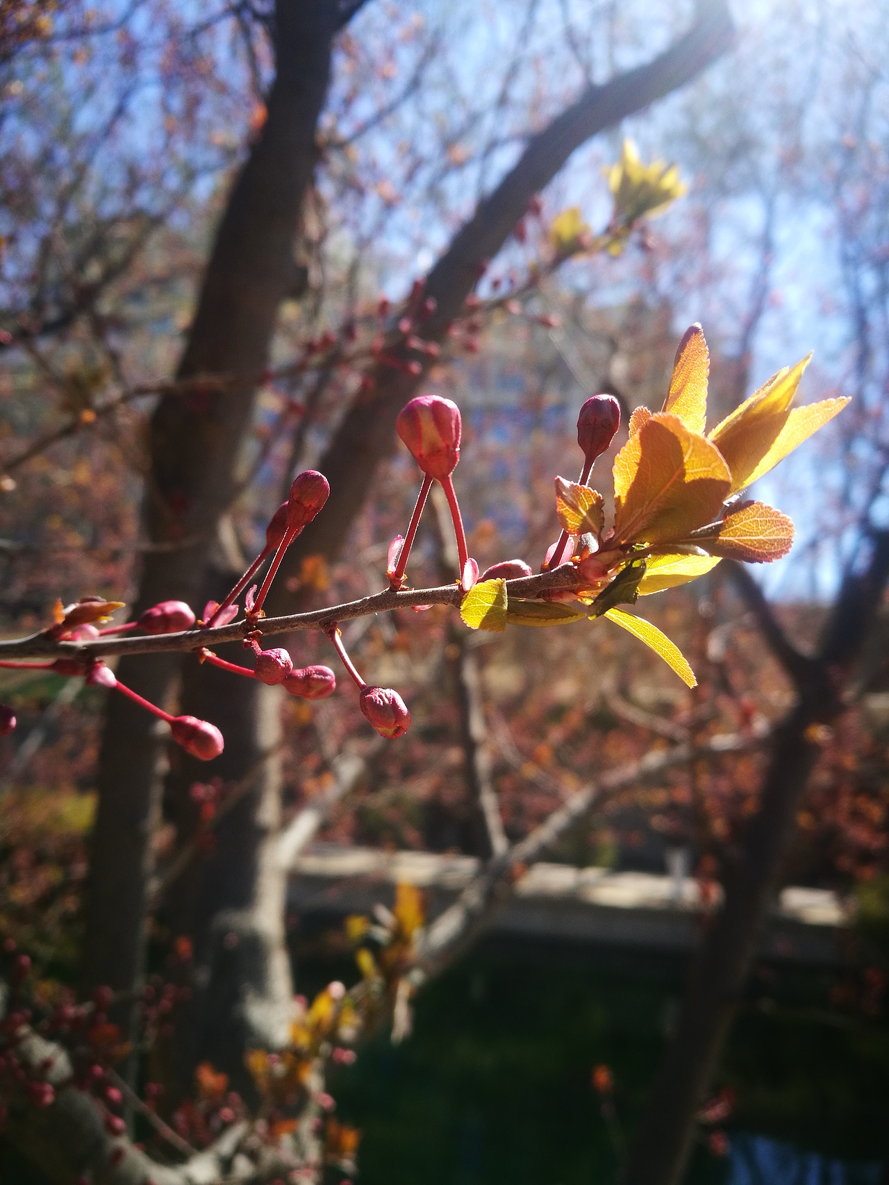 春暖花开2（图ZMTUxMDAyNDg4） - 风光摄影 - 站酷设计师CearyQi原创素材 - 站酷ZCOOL