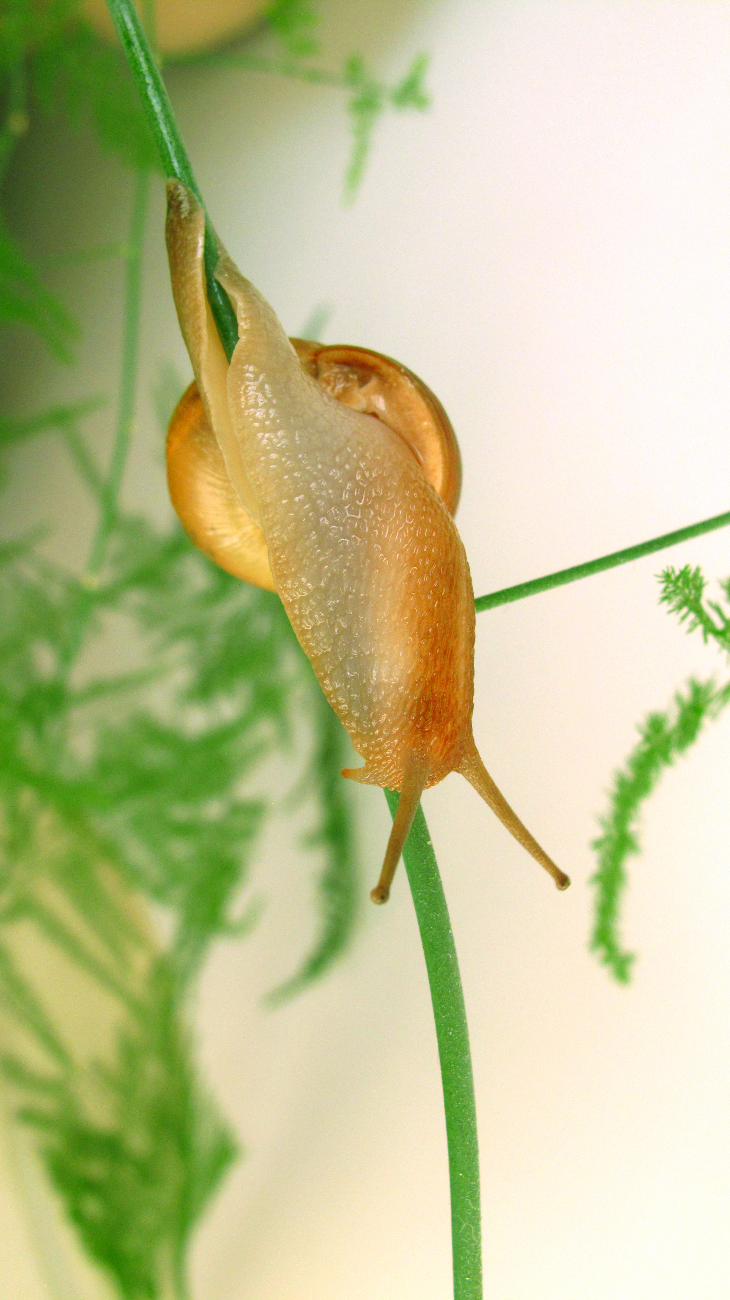 蜗牛|摄影|动物|slowdesign - 原创作品 - 站酷 (zcool)