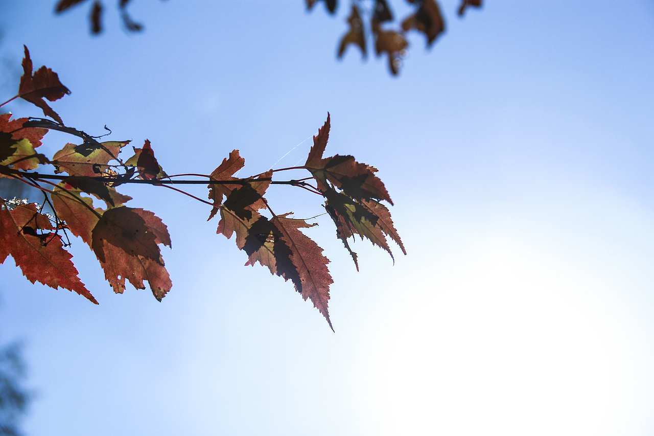 哈爾濱北方森林動物園（圖ZNzA5OTA1NDA=） - 風(fēng)光攝影 - 站酷設(shè)計師山山而川上的麥子原創(chuàng)素材 - 站酷ZCOOL
