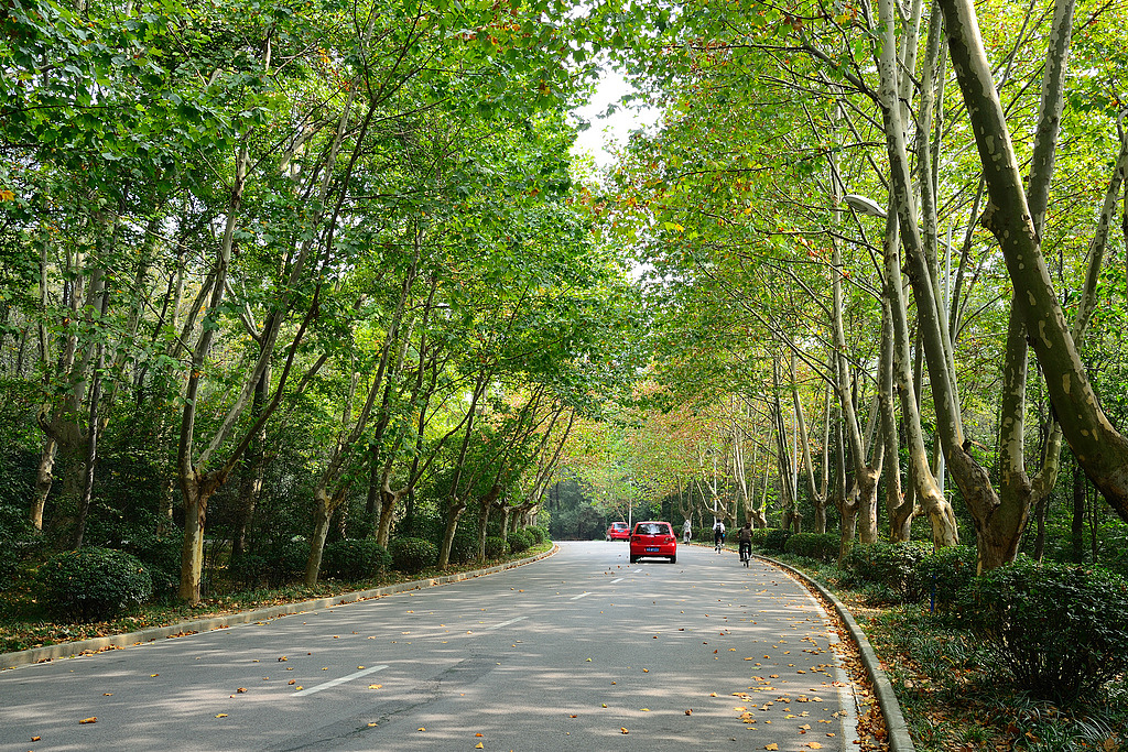 鐘山秋色（圖ZNDEyNjg2MA==） - 風(fēng)光攝影 - 站酷設(shè)計(jì)師reshaw原創(chuàng)素材 - 站酷ZCOOL