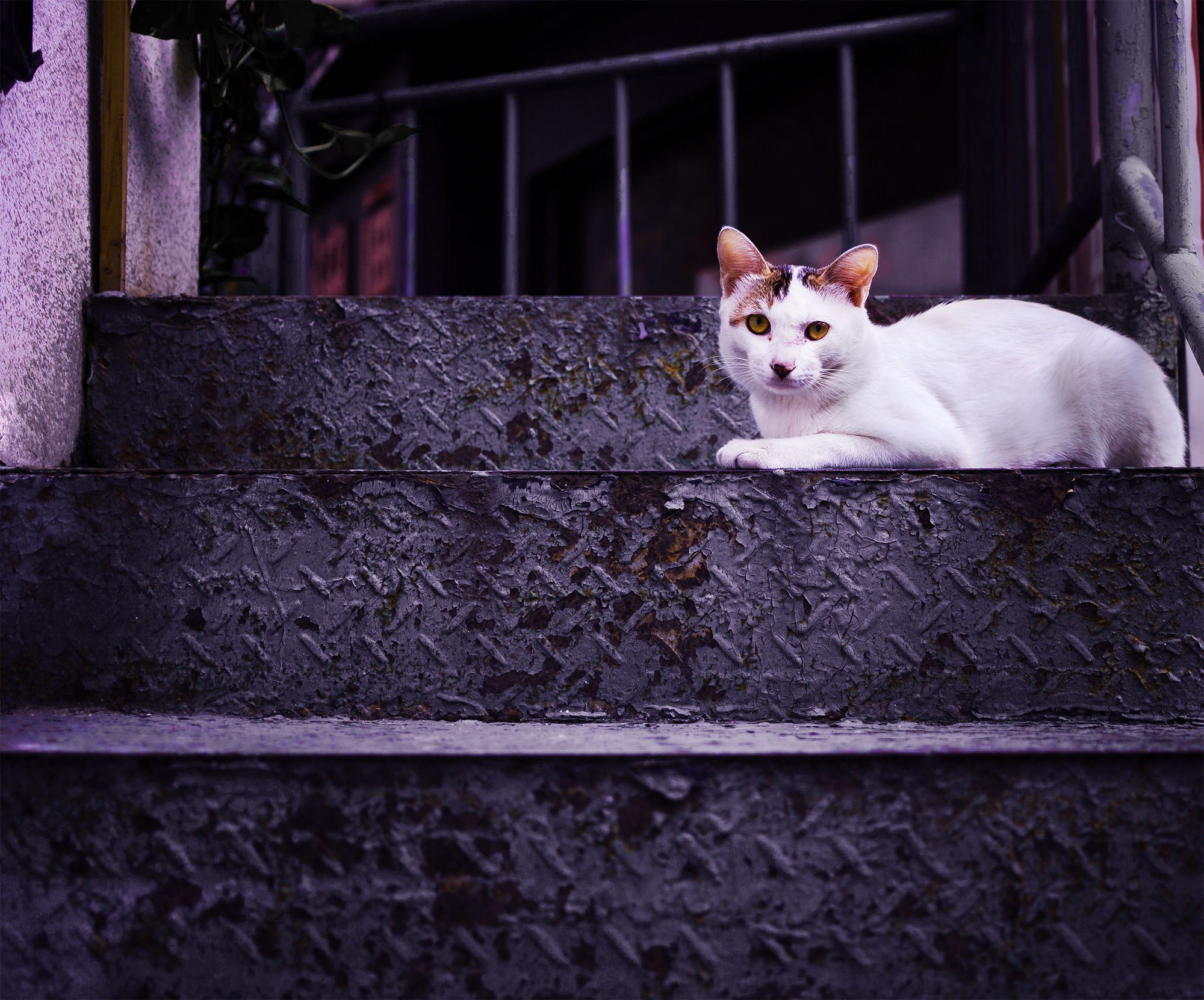 影山印子的个人主页（封面预览） - 主页封面设置 - 站酷设计师影山印子原创素材 - 站酷ZCOOL