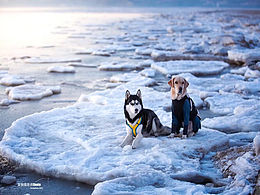 拉布拉多 哈士奇 海边