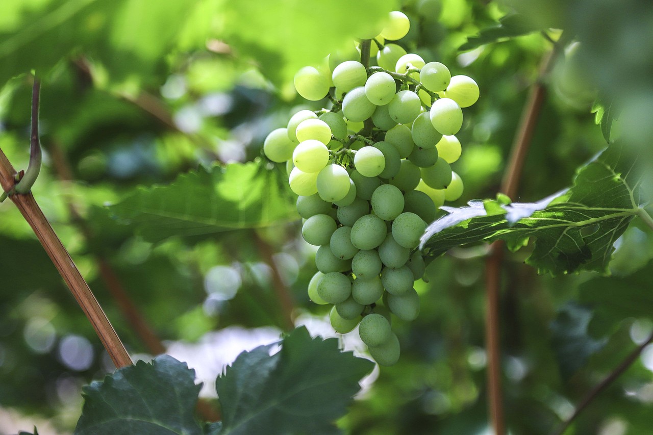 葡萄