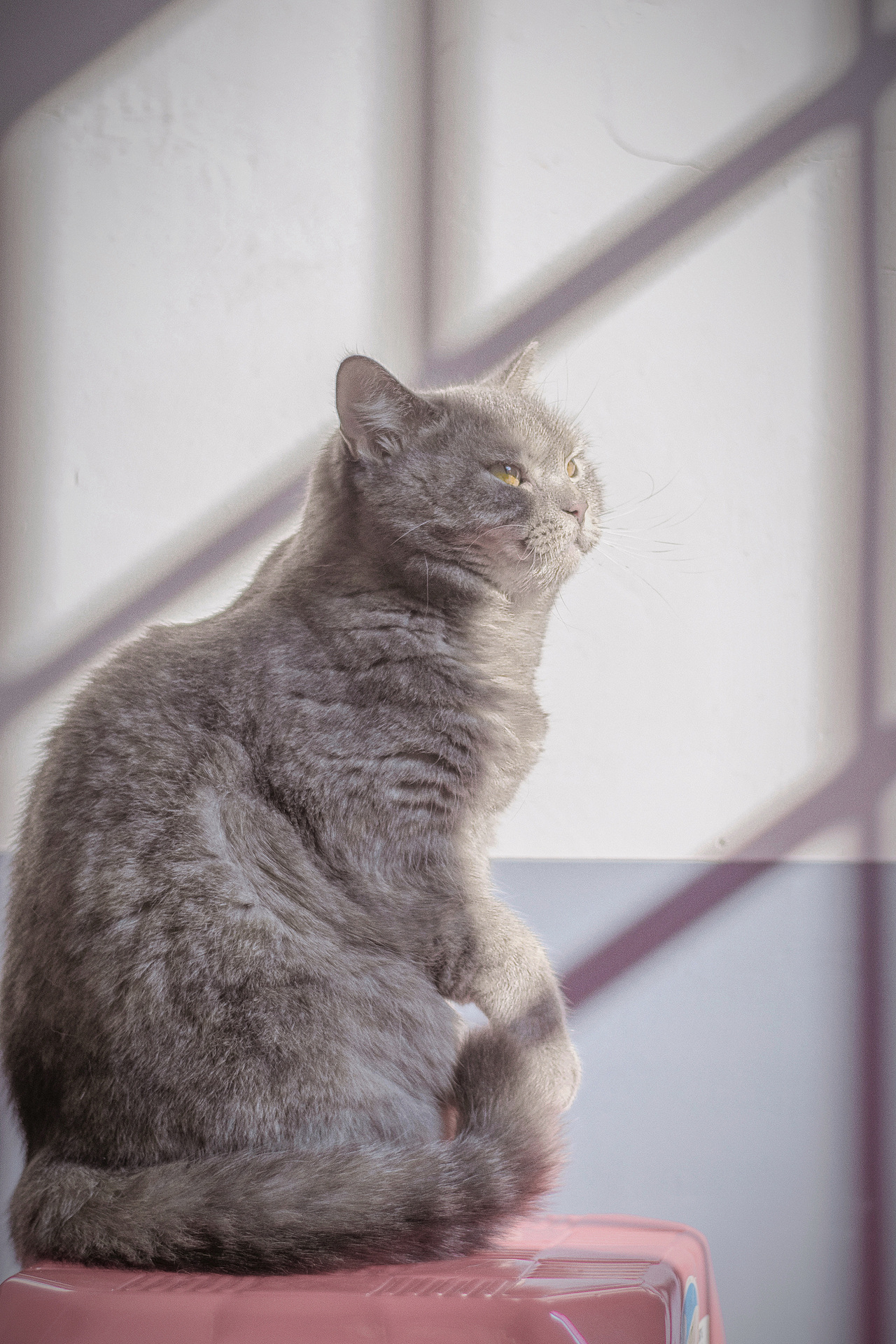 猫（图ZMzMwMTA4NTM2） - 宠物摄影 - 站酷设计师啊莫是啊莫啦原创素材 - 站酷ZCOOL