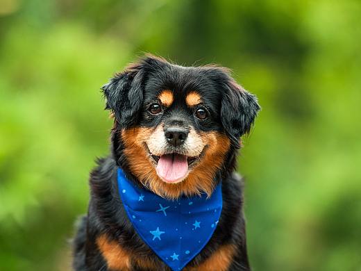 太空狗宠物摄影 串串也很好看