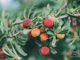 杨梅日渐成熟，等待六月