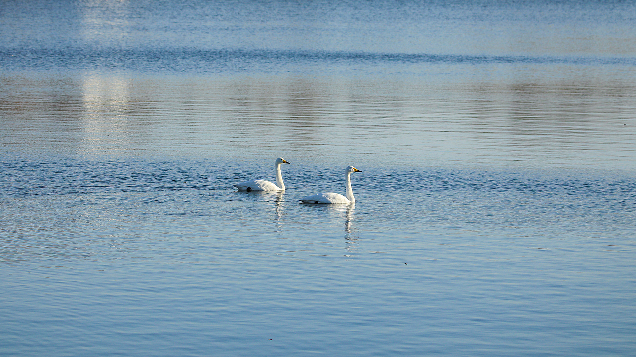野生保护动物丨大天鹅（图ZMjM5Mjc2Mzg0） - 宠物摄影 - 站酷设计师伟世李原创素材 - 站酷ZCOOL