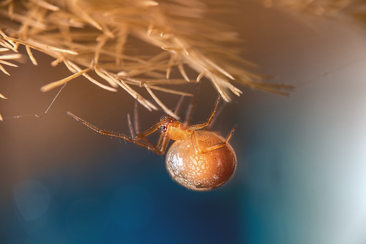 微距新世界~花背小蛛