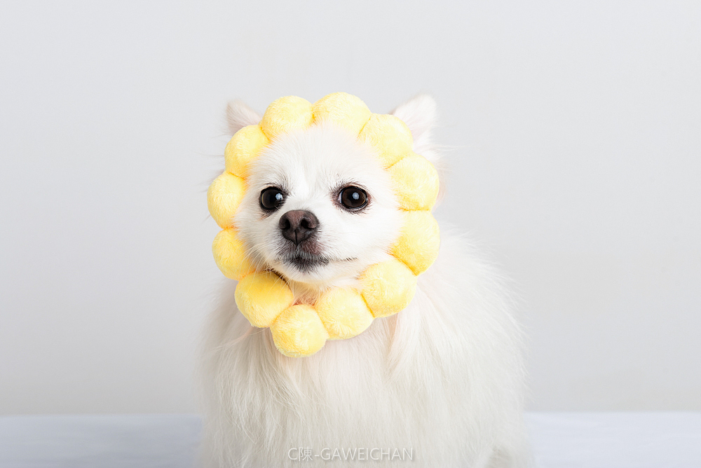 冰糖（客片）（图ZMTI0MDQxNzM2） - 宠物摄影 - 站酷设计师C陳GAWEICHAN原创素材 - 站酷ZCOOL