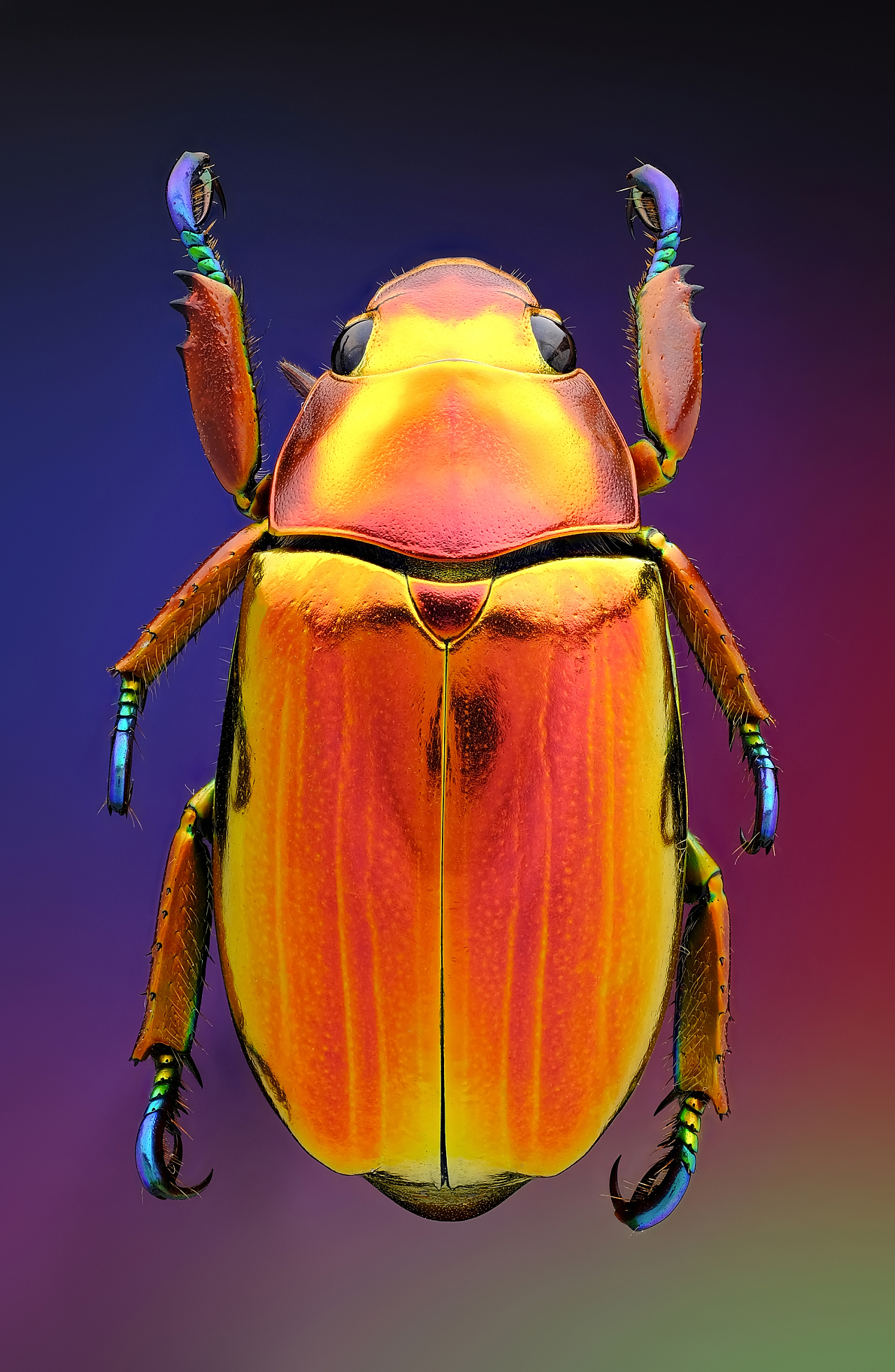 天然的宝石-甲虫